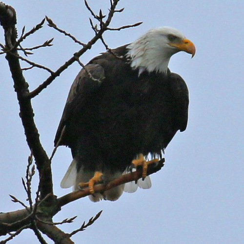Bald Eagle photographed in Illinois