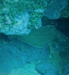 Lotella rhacina