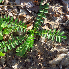 Agrimonia parviflora