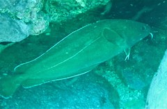 Lotella rhacina