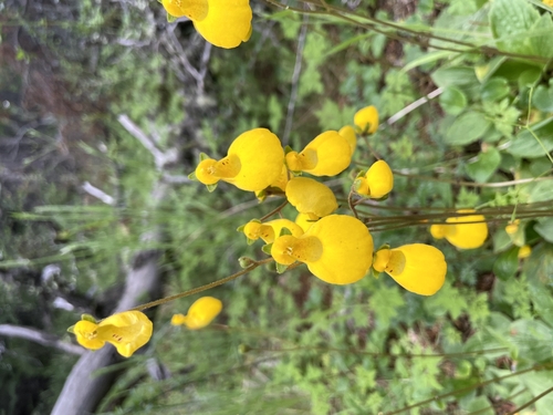 Image of Calceolaria biflora by (c) Clara (Clari), some rights reserved (CC BY-SA)