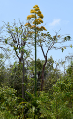 Agave caymanensis