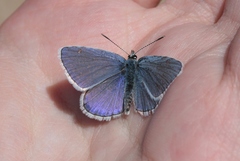Plebejus melissa paradoxa