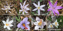 Colchicum pusillum
