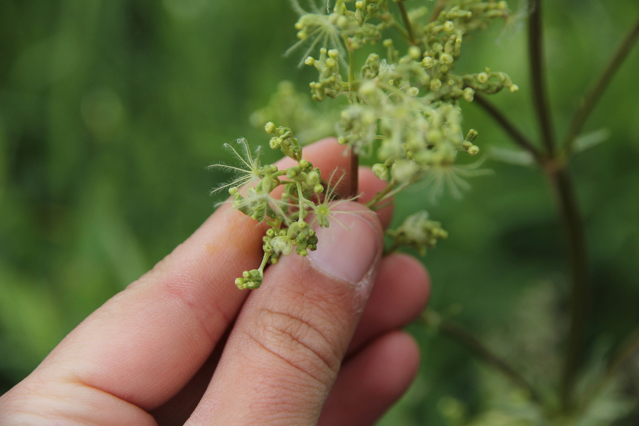 Valeriana edulis var. ciliata