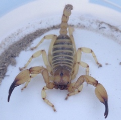 Anuroctonus phaiodactylus