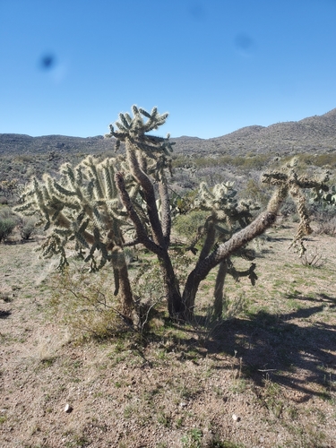 Cylindropuntia fulgida