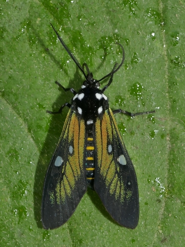 Eupyra sarama
