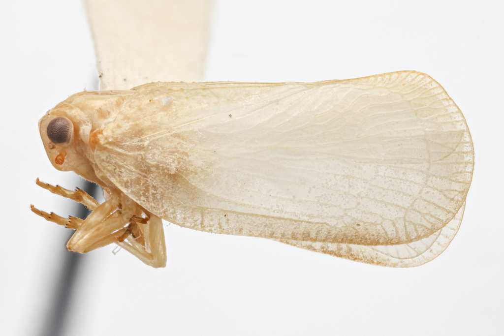 Petrusa pivota
