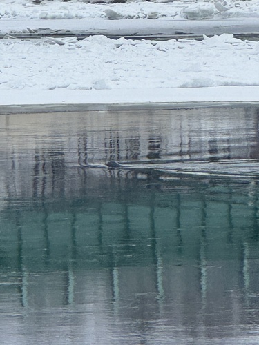 Harbor seal