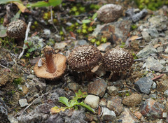 Inocybe umbrosa