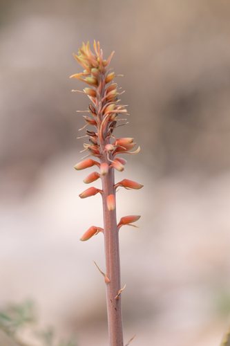 Aloe perryi, photograph 2
