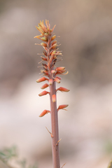 Aloe perryi, photograph (c) Morten Ross, some rights reserved (CC BY)