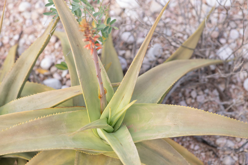 Aloe perryi, photograph 3