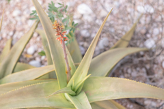 Aloe perryi, photograph (c) Morten Ross, some rights reserved (CC BY)