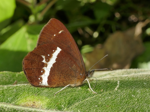 Lymanopoda altis