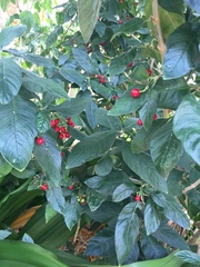 Psychotria kirkii