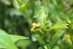 Palicourea boqueronensis