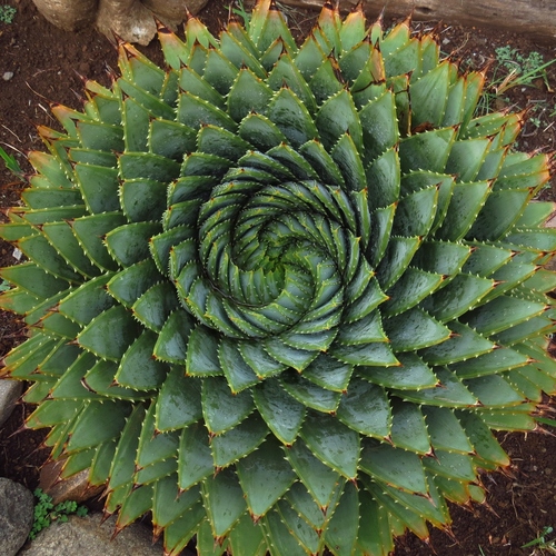 Foto de Babosa espiral
