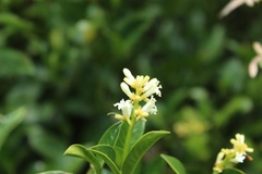 Palicourea boqueronensis