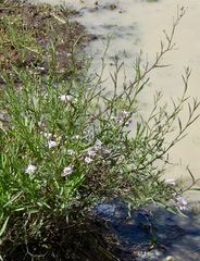 Symphyotrichum lentum
