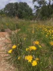 Ranunculus macranthus