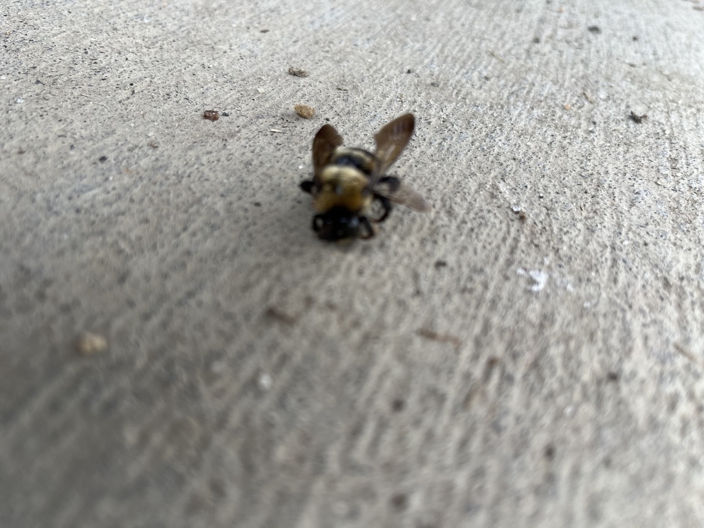 Eastern Carpenter Bee in January 2024 by Matthew · iNaturalist