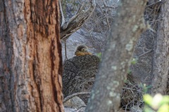 Sciurus nayaritensis