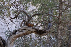 Sciurus nayaritensis