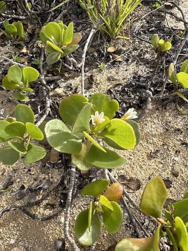Scaevola coriacea, photograph 6