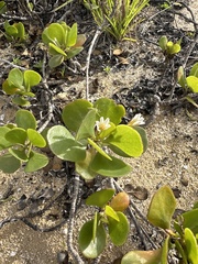 Scaevola coriacea, photograph author not stated, no rights reserved