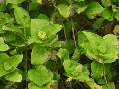 Image of Wedelia calycina by (c) Louis Imbeau, some rights reserved (CC BY)