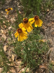 Helenium amarum badium