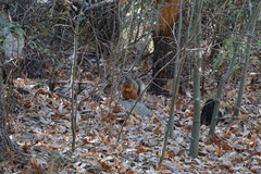 Sciurus nayaritensis