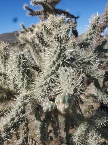 Cylindropuntia fulgida