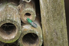 Chrysura