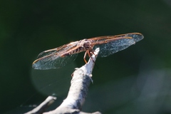 Orthemis nodiplaga