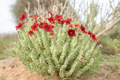 Stapeliad (Monolluma)