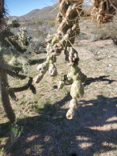 Cylindropuntia fulgida