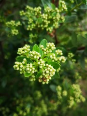 Baccharis macrantha
