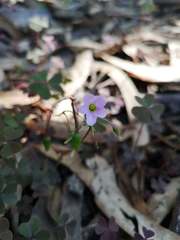 Oxalis cuatrecasasii