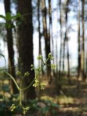 Valeriana crassifolia