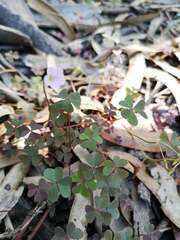 Oxalis cuatrecasasii