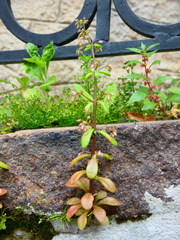 Sedum cepaea