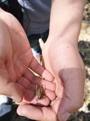 Agesander ruficornis