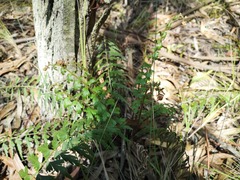 Asplenium praemorsum