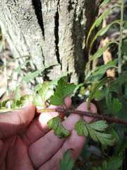 Asplenium praemorsum