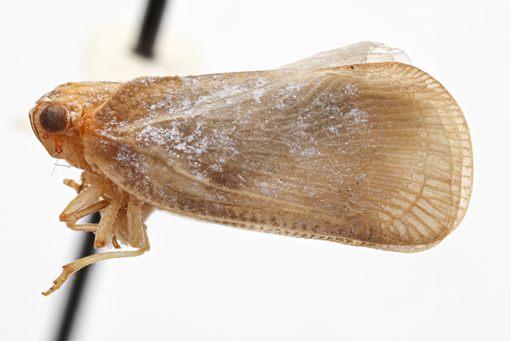 Petrusa roquensis