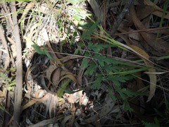 Asplenium praemorsum