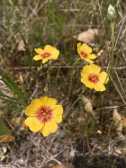 Linum berlandieri